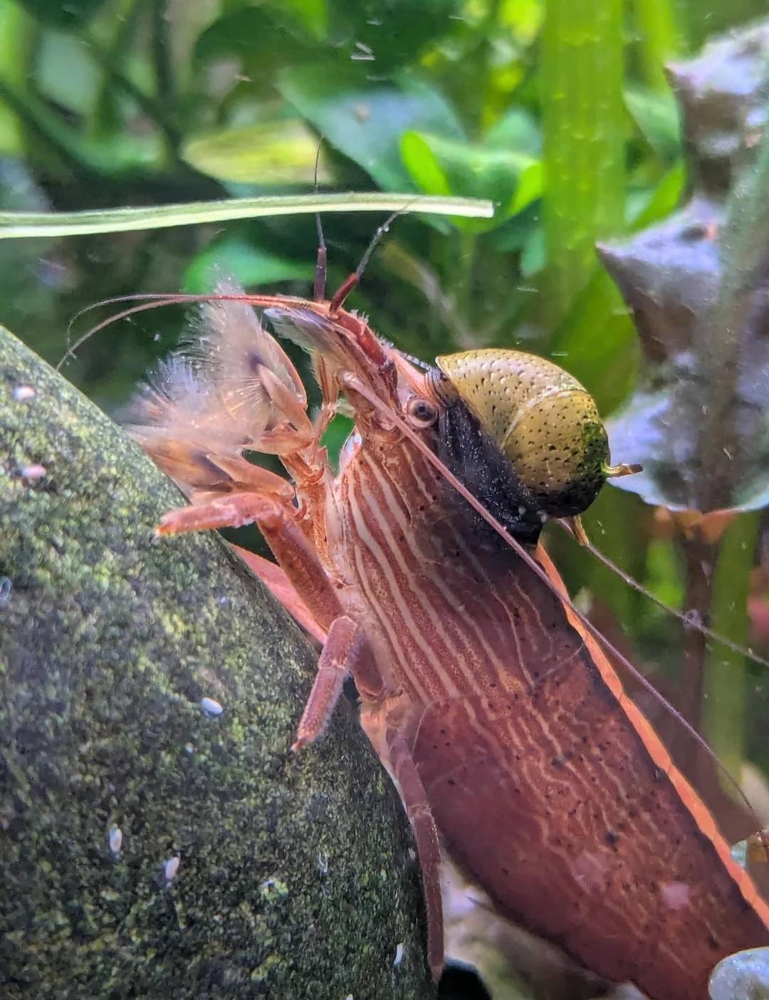 a beautiful shrimp